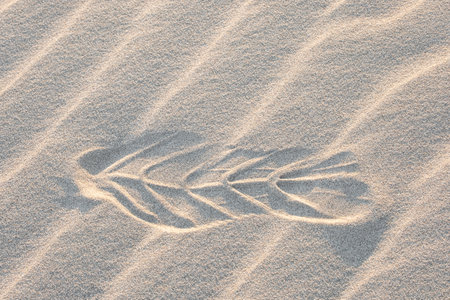 Foot prints on the sand. Walk in the sandy desert.. Traces of a man on the sand. Prints across a...