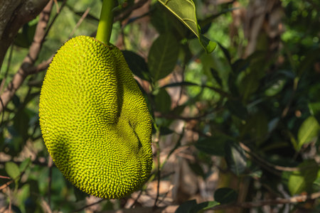 Jackfruit Artocarpus heterophyllus on the jackfruit tree. Close-up of fresh green jackfruit with...