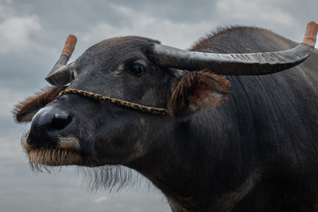 Water Buffalo Close Up. Close up photo of a dark black domestic Asian water buffalo bull with...