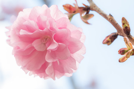 Beautiful cherry blossom in a garden, flower blooming branch. Spring Cherry blossoms, pink flowers. Flowers background, blossoming delicate.の写真素材