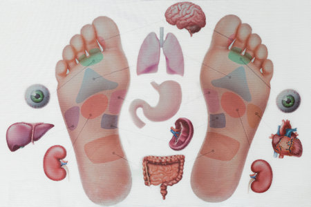 Photo of foot reflexology chart with pressure points on left and right feet. Reflexology massage techniques and connected body parts, highlighting holistic health. Medical science educationalの写真素材