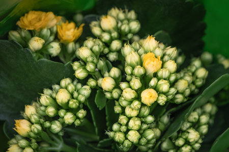 Kalanchoe blossfeldiana, yellow florist Kalanchoe. Small flowers of Kalanchoe close-up. Beautiful bright calandiva succulent plant. Blooming yellow flaming katy flower with green leavesの写真素材