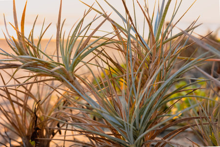 Sunset View from dune top. Beautiful sunset on the beach with spinifex littoreus flora. Landscape of sunset with beach plants. Travel photo, nobody, copy space.の写真素材