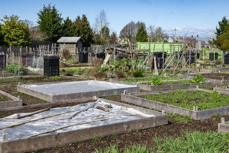 Vegetable organic plants growing on soil. Soil with plants in spring garden. Freshly Prepared Raised Vegetable Beds in Rural Canada. Agriculture and Gardening concept, nobodyの写真素材