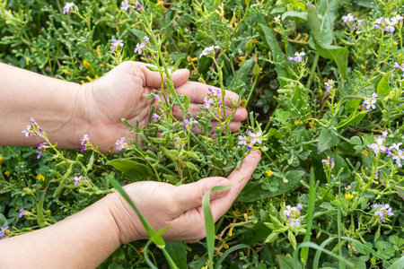 Woman hands touching grass. Female hands with spring wildflowers, herbs on green grass background. Close-up of a hands with flower outdoors, beauty of nature. A person gently holds a spring flowersの写真素材