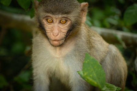 Small monkey sitting on tree branch in rain forest in Asia. Cute baby monkey playing in tropical...