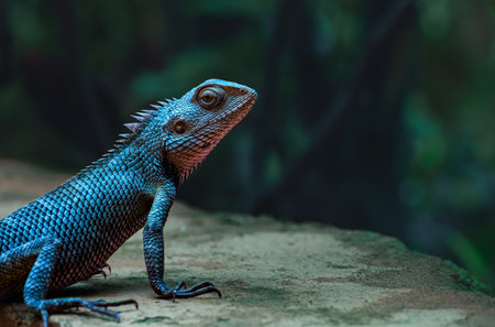 Close-up of an oriental garden lizard Calotes versicolor in tropical rainforest. Textured blue skin and alert expression of Girgit lizard in natural light in the wilderness. Copy space blur backgroundの写真素材