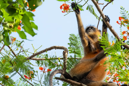 Gray Langur or Hanuman Langur in the National Park in India. Photo of golden langur monkey species eating leaves on a tree, fluffy ape face. Wild monkey. Travel photoの写真素材