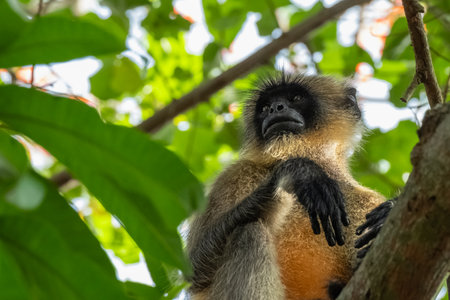 Gray Langur or Hanuman Langur in the National Park in India. Close up shot of golden langur monkey...
