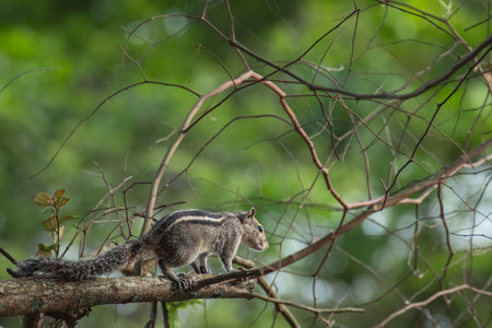Closeup of an Indian palm squirrel three striped squirrel searching for the food. Gilhari an Indian Palm Squirrel Northern Palm Squirrel or Chipmunk in a Natural Outdoor Environment.の写真素材