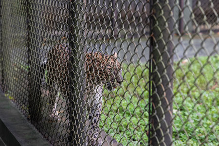 Young female leopard captured in wildlife sanctuary. Spotted Leopard walking in cage at zoo. Wild...