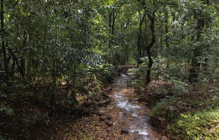 A small river in the forests of India. Tropical rain forest with big trees and river flowing with...