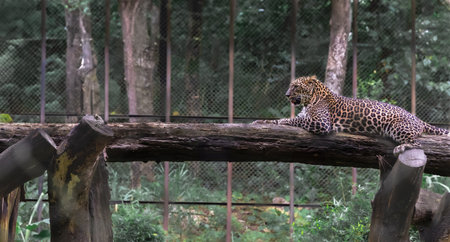 Indian wild female leopard resting on a tree trunk in a Zoo. Leopard resting on a log in wild reserve sanctuary. Panthera pardus fusca. Travel photoの写真素材