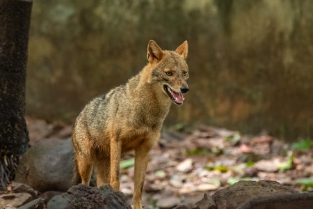 Close-up wildlife photo of Canis aureus indicus, Indian jackal, predator from canis family in a...