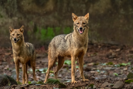 Close-up wildlife photo of Canis aureus indicus, Indian jackal, predator from canis family in a...