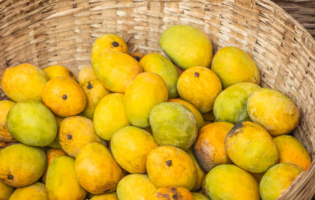Wicker basket with ripe fresh yellow mangoes. Close up tropical fruit harvest display. Organic...