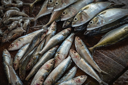 Varieties of raw fresh fish at seafood market display. Fresh catch of fish, sardines and mackerels, top view. Tropical Seafood in the Market. Nobodyの写真素材