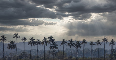 Coconut palm trees on grey, cloudy day with rain clouds in the sky. Palm trees with dramatic sky....