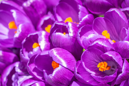 Colorful blooming purple violet Crocus heuffelianus Crocus vernus alpine flowers on spring. Spring...