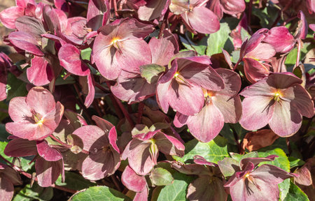 Helleborus, hellebore is the herbaceous or evergreen perennial flowering plants in the family...