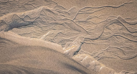 Beach Sand Line Pattern, Top View. Water Sculpted Sand Dunes Texture in Desert. Abstract tree...