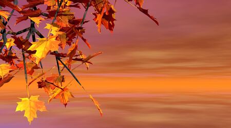Maple in autumn