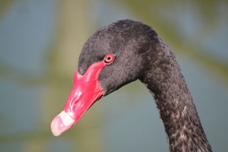 Head of a black swan with red beak and eyeの写真素材