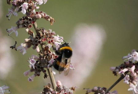 A bumblebee working on a violet flowerの写真素材