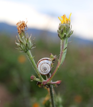 Little snail shell between two flowersの写真素材