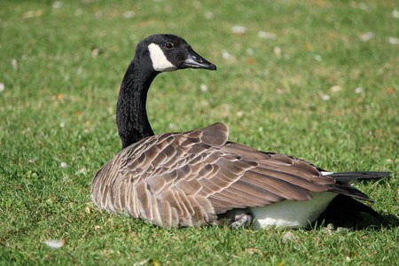 Goose with a long black neck lying on the grass and looking at behind itの写真素材