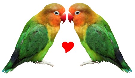 Two colored bird agapornis-fischeri face to face with a small red heart between them and isolated on white backgroundの写真素材