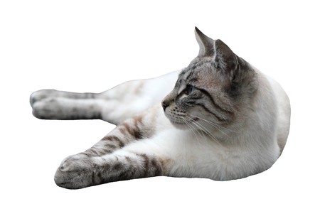 Isolated clear brown cat lying and looking asideの写真素材