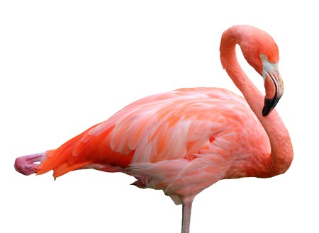 Isolated pink flamingo standing on one footの写真素材