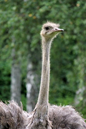 Neck and head of a grey ostrich surrounded by green vegetation