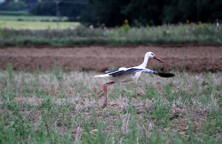 One black and white storks flying upon a fieldの写真素材