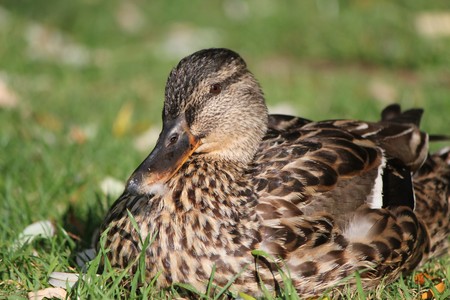 Brown mallard female duck lying on the grass by sunsetの写真素材