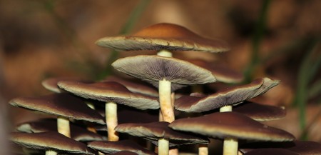 Group of brown mushrooms with a white stems in the forestの写真素材