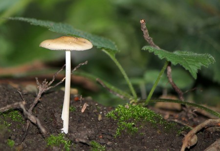 Isolated clear mushroom on the ground in the forest surrounded with green leavesの写真素材