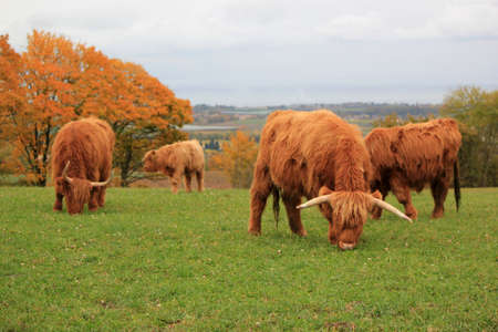 Herd of beautiful highland cows and calf eating the green grass in the mountain by autumn weatherの写真素材