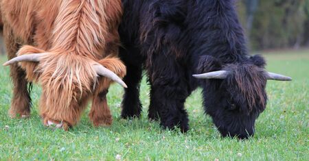 Portrait of a brown and a black beautiful scottish cows eating the green grassの写真素材