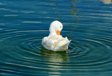 White duck with orange beak floating on the water lake of Geneva, Switzerlandの写真素材