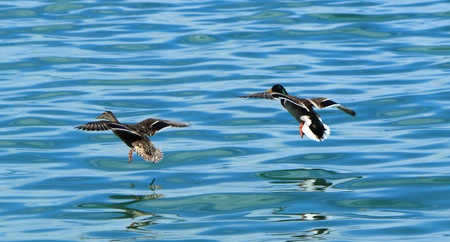 Two mallard ducks, a female and a male, landing on the water lake, Geneva, Switzerlandの写真素材
