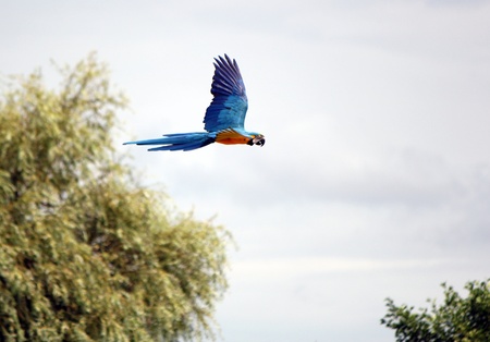 Blue and red ara macaw flying among treesの写真素材