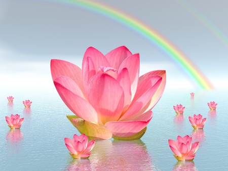 Pink lily flowers on water and under rainbow by beautiful weatherの写真素材