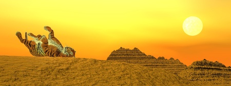 Tiger playing upon a mountain in the desert by sunsetの写真素材