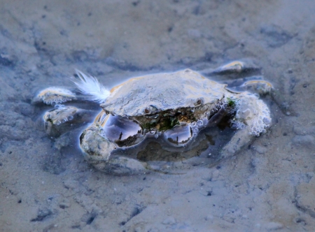 Big crab showing its head upon water and making bubblesの写真素材