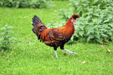 Beautiful red cockerel walking in the green grassの写真素材