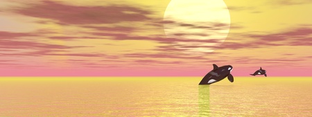 Two orcas leaving to the sun by cloudy weatherの写真素材