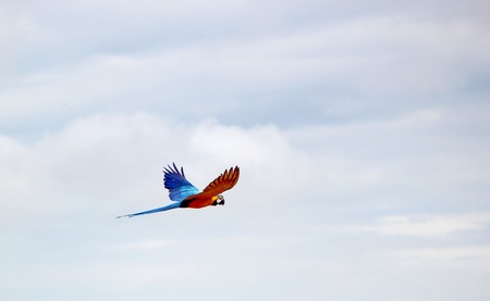 Blue and red ara macaw flying in cloudy skyの写真素材