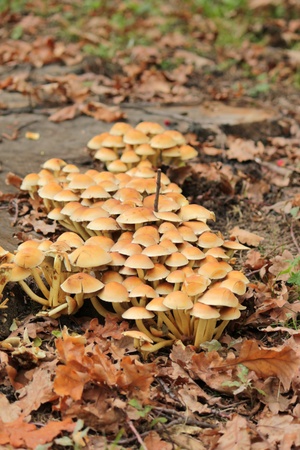Many sulphur tuft - hypholoma fasciculare mushrooms on a trunk in autumnの写真素材